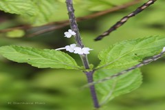 Stachytarpheta dichotoma